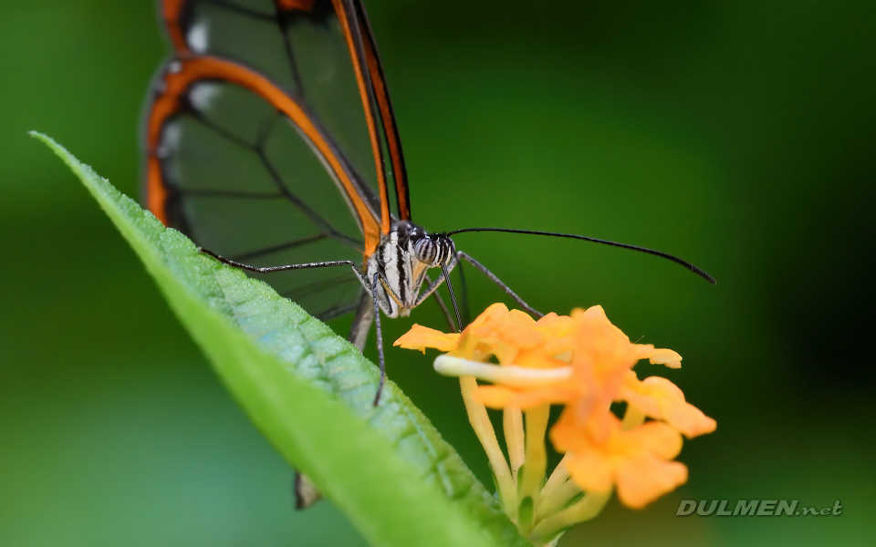 01 Glasswing Butterfly (Greta oto)